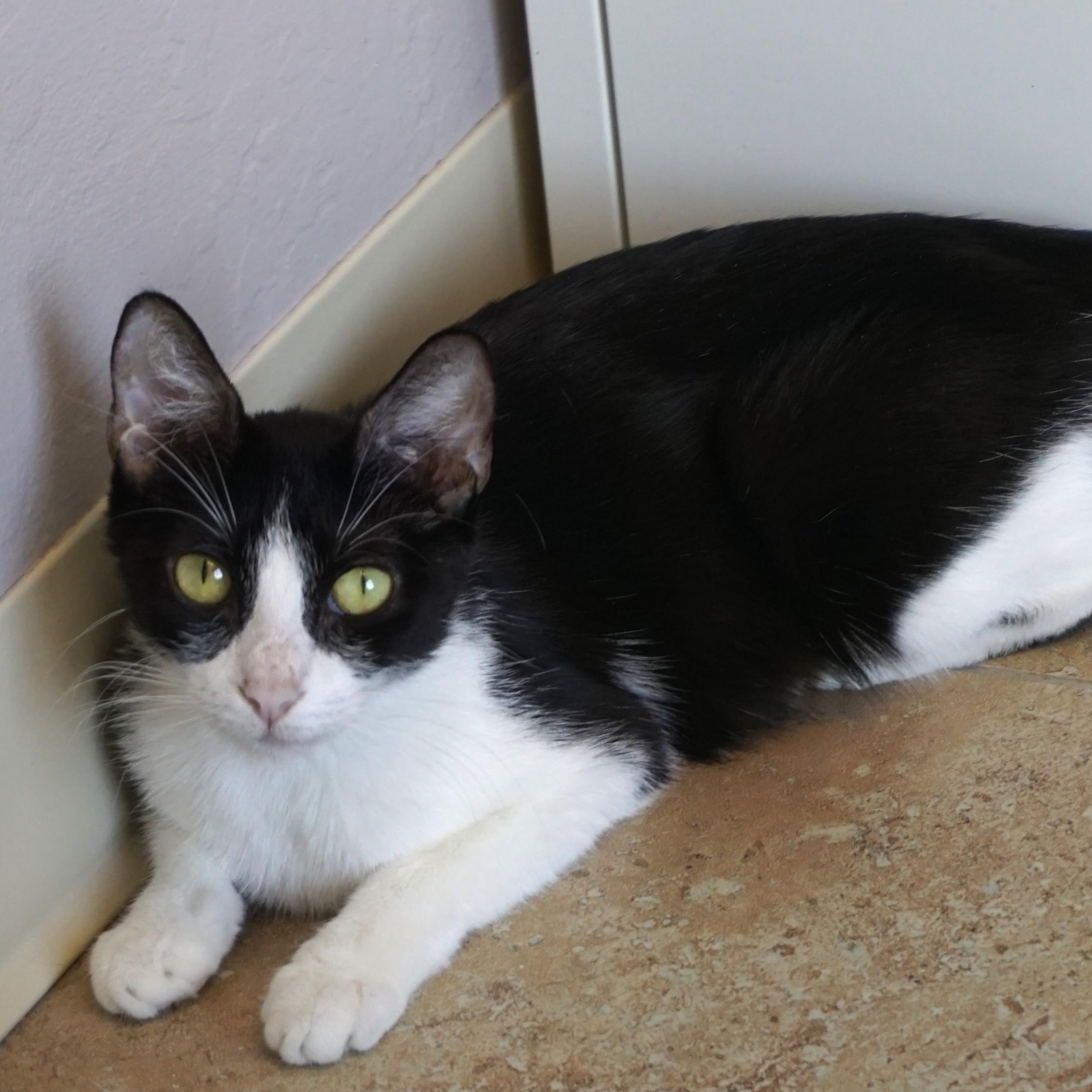 Enlarge BonBon II, a ADOPTABLE Domestic Short Hair in Fountain Hills, AZ image 3/5