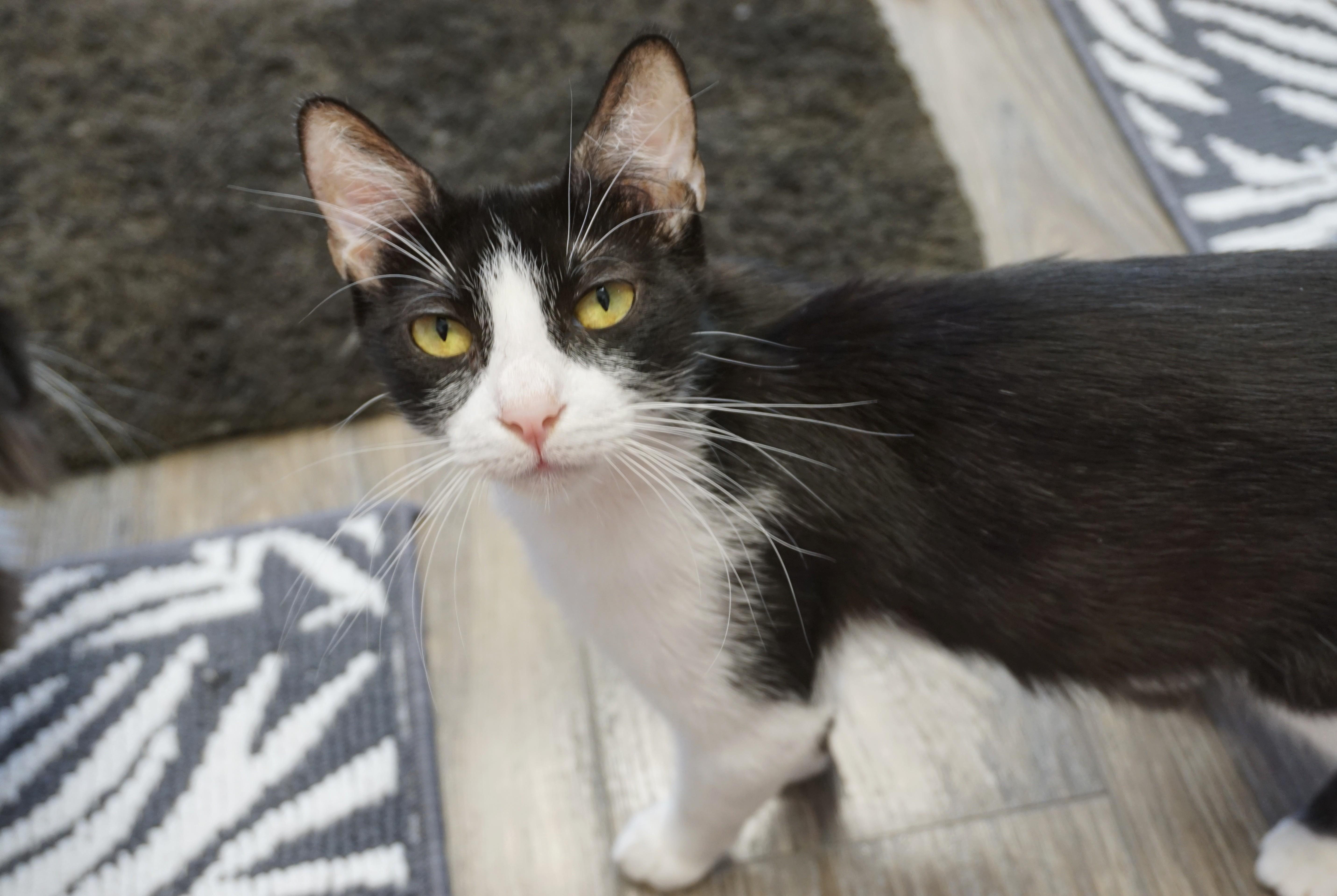 BonBon II, ADOPTABLE, Adult Female Domestic Short Hair.