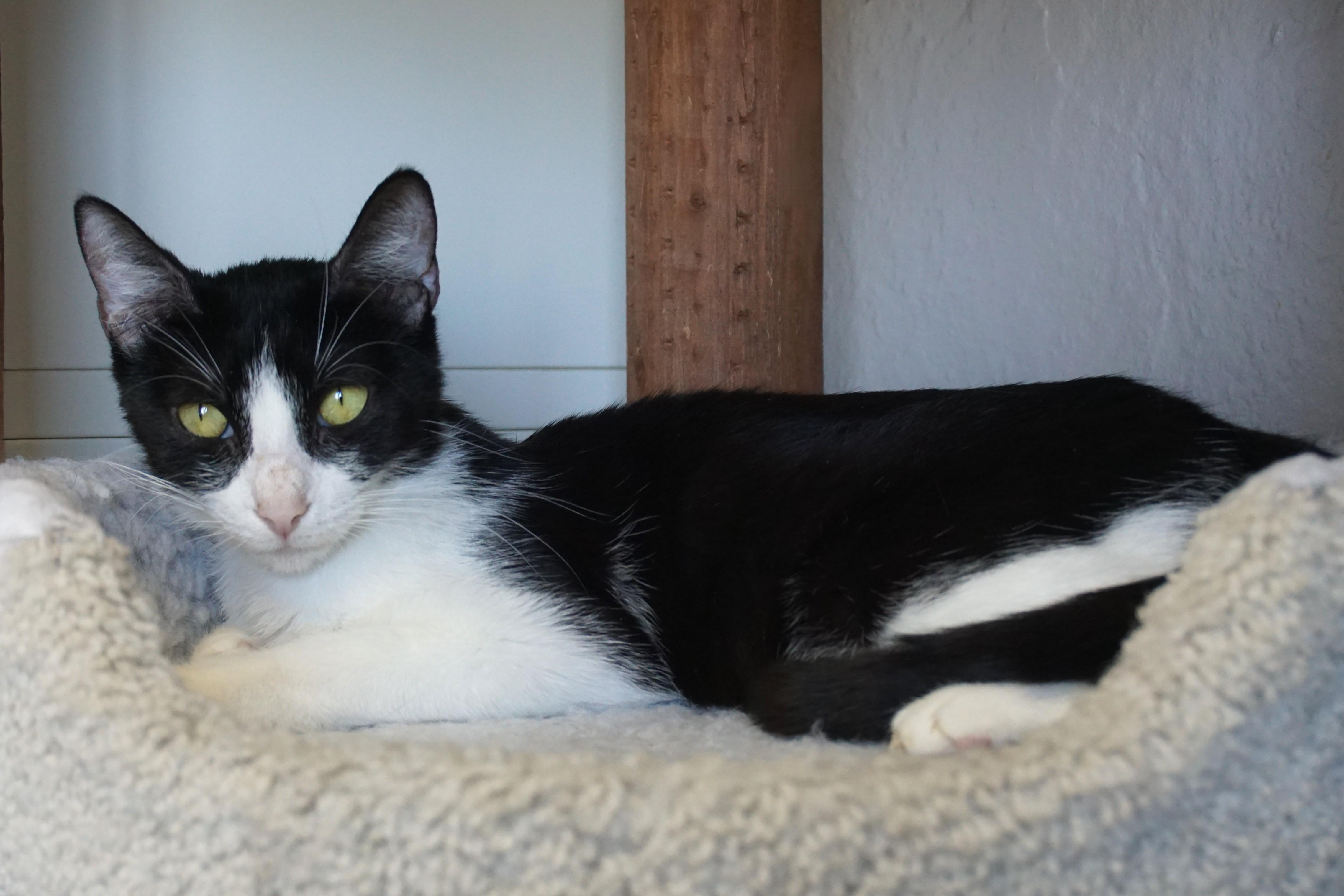 Enlarge BonBon II, a ADOPTABLE Domestic Short Hair in Fountain Hills, AZ image 5/5