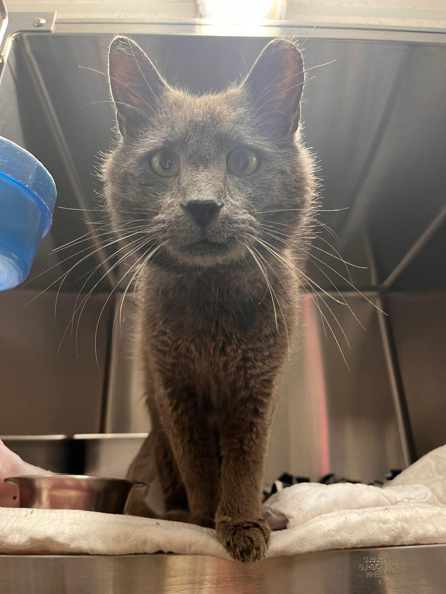 Larry, Adult Male Domestic Short Hair
