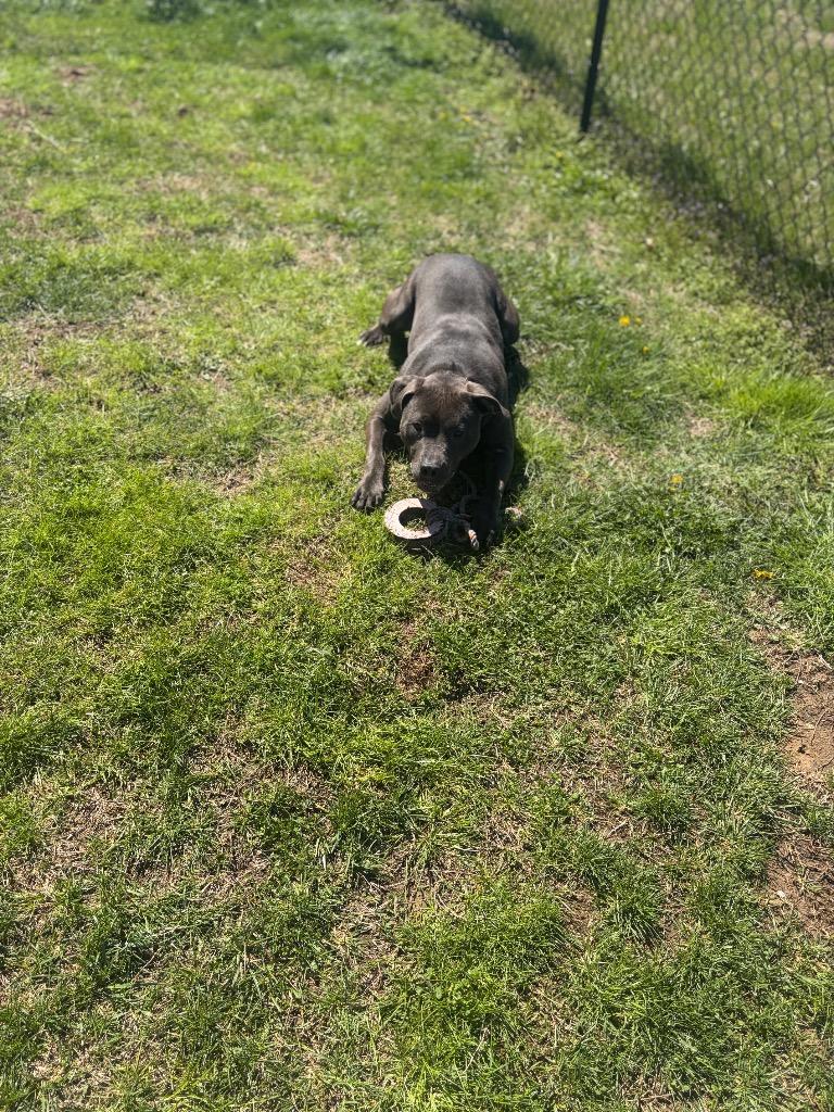 GALWAY, Adoptable, Young Male Mixed Breed.