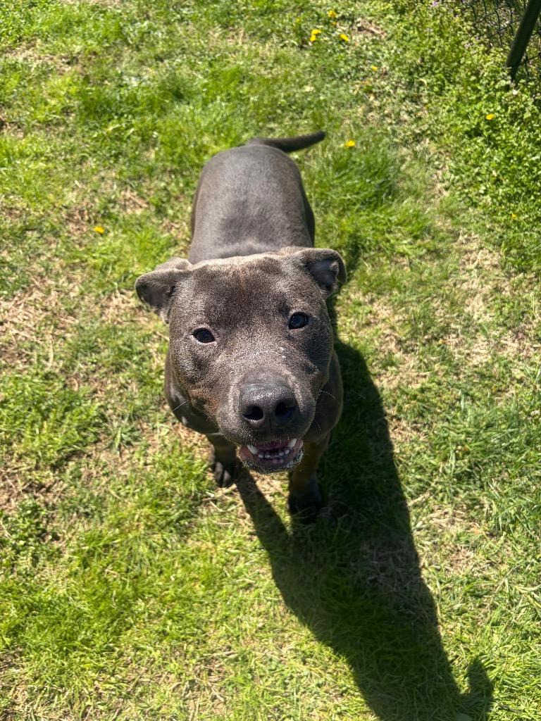 Enlarge GALWAY, a Adoptable mixed breed in Gallatin, TN image 2/3