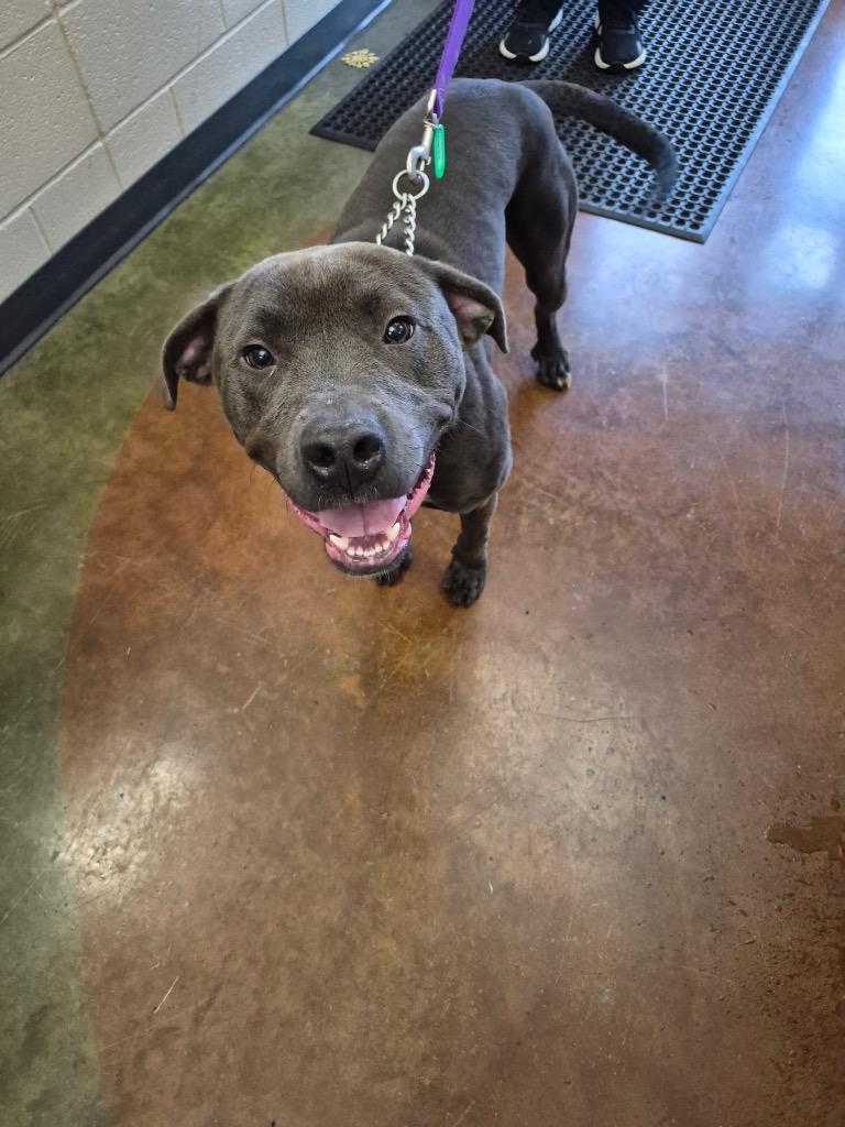 Enlarge GALWAY, a Adoptable mixed breed in Gallatin, TN image 3/3