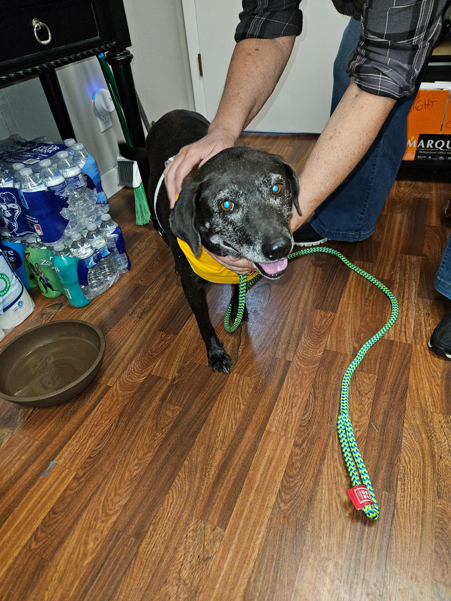 Enlarge Joy, a Adoptable Black Labrador Retriever in Shelbyville, TN image 3/6