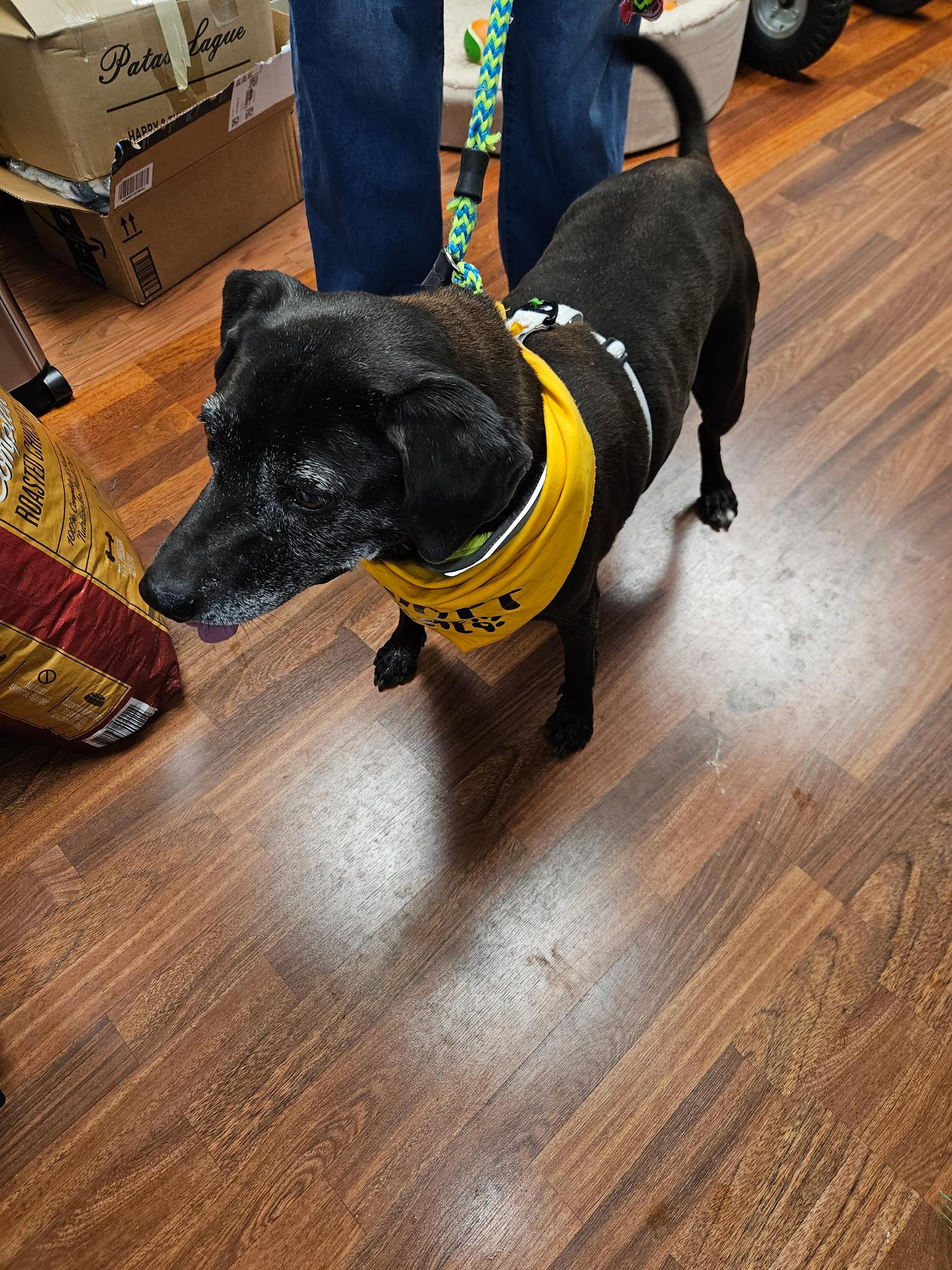 Enlarge Joy, a Adoptable Black Labrador Retriever in Shelbyville, TN image 4/6