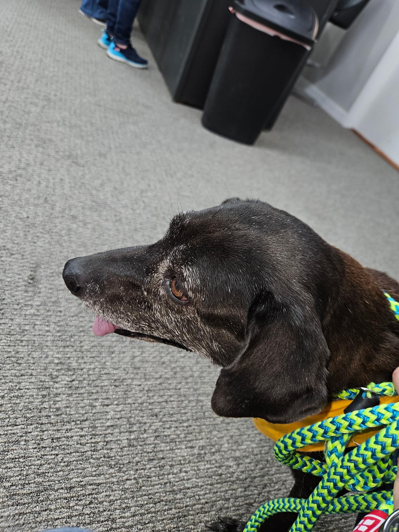 Enlarge Joy, a Adoptable Black Labrador Retriever in Shelbyville, TN image 5/6