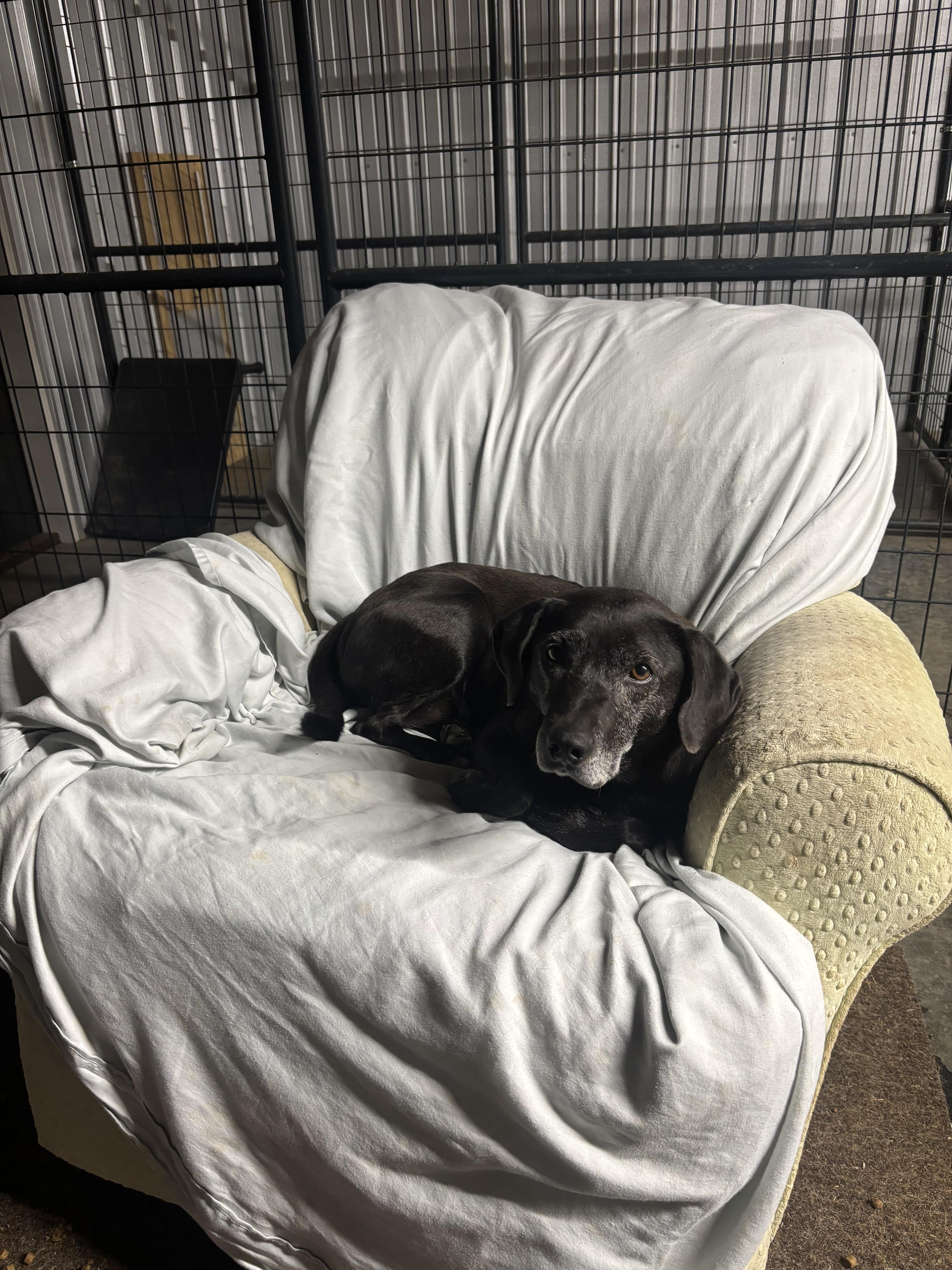 Enlarge Joy, a Adoptable Black Labrador Retriever in Shelbyville, TN image 1/6