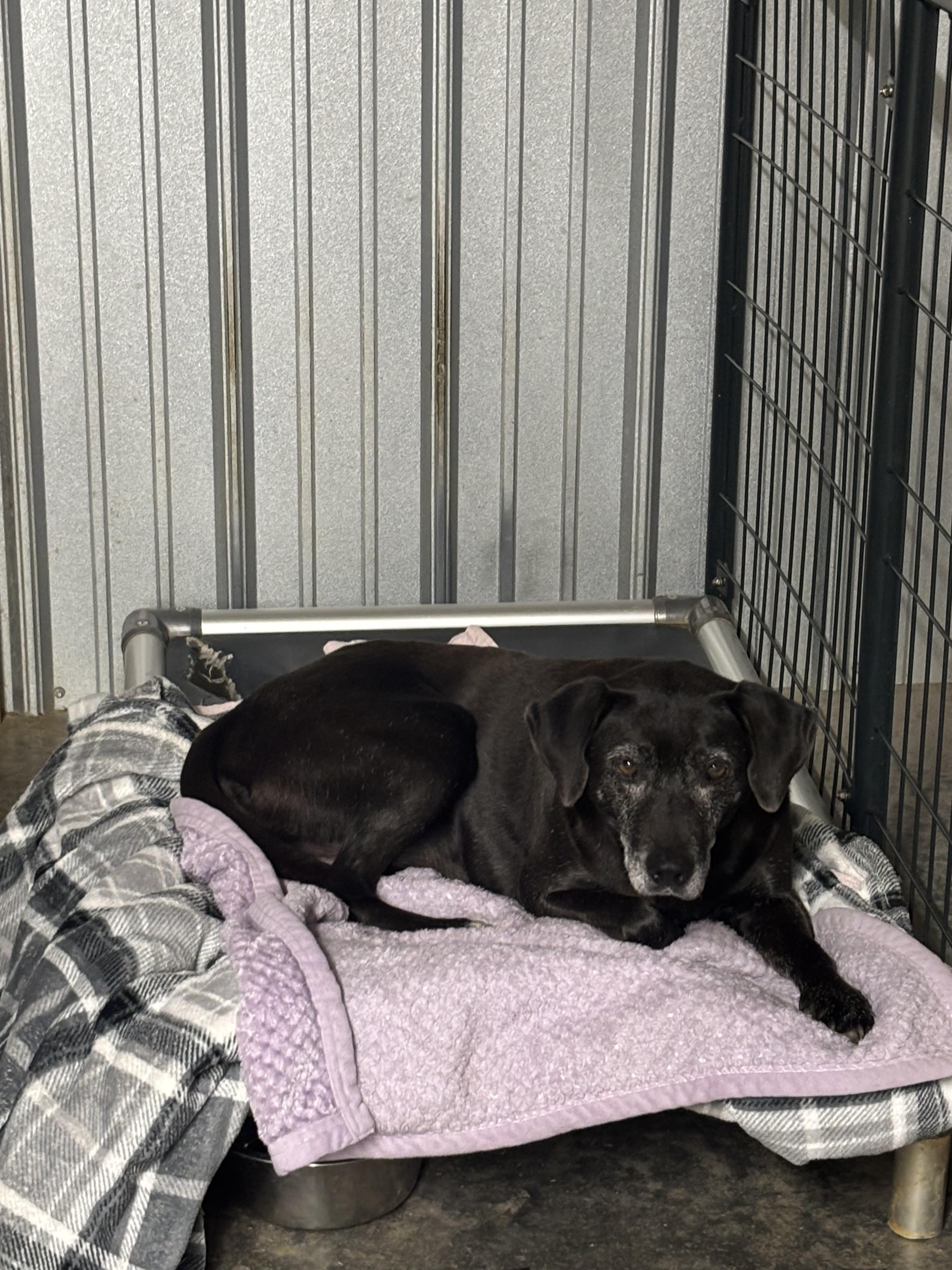 Enlarge Joy, a Adoptable Black Labrador Retriever in Shelbyville, TN image 2/6