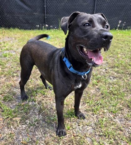 Boomer, Adoptable, Adult Male Labrador Retriever & Pit Bull Terrier.