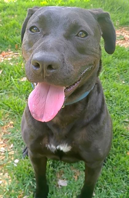 Enlarge Boomer, a Adoptable mixed breed in Palm Coast, FL image 2/3