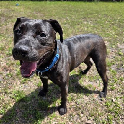 Enlarge Boomer, a Adoptable mixed breed in Palm Coast, FL image 3/3