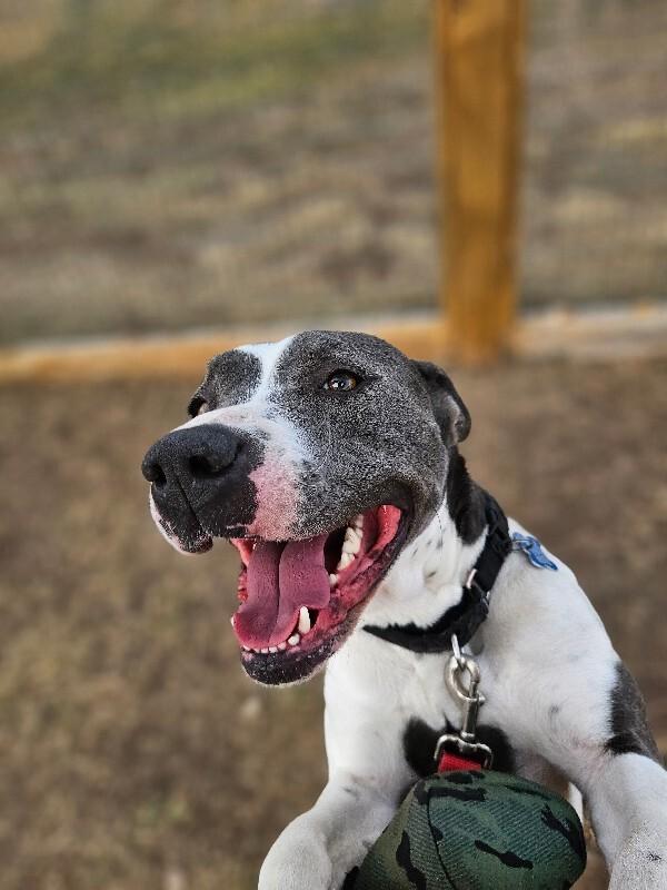 Jessie, a Adoptable mixed breed in Westminster, CO image 2/6