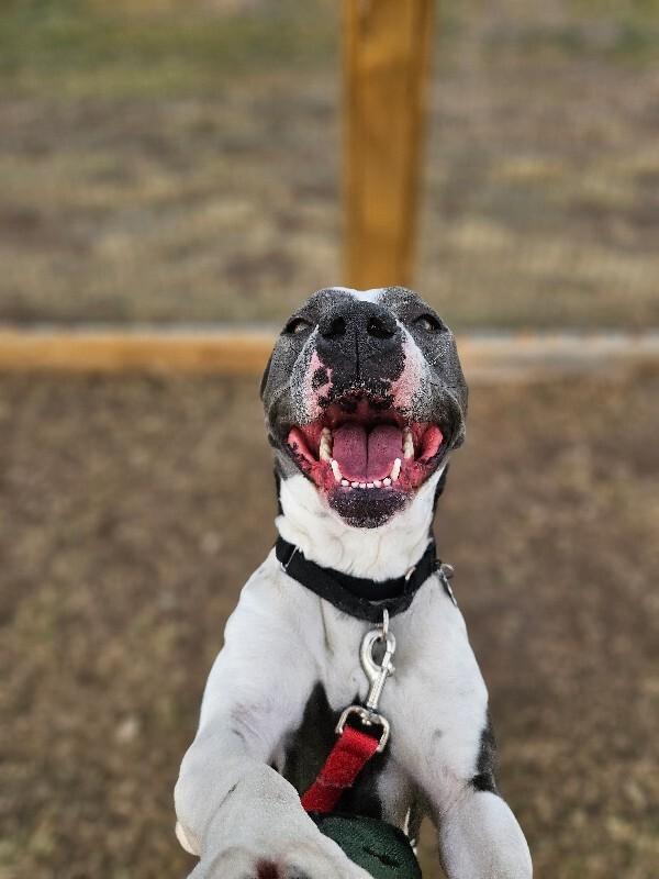 Jessie, a Adoptable mixed breed in Westminster, CO image 3/6