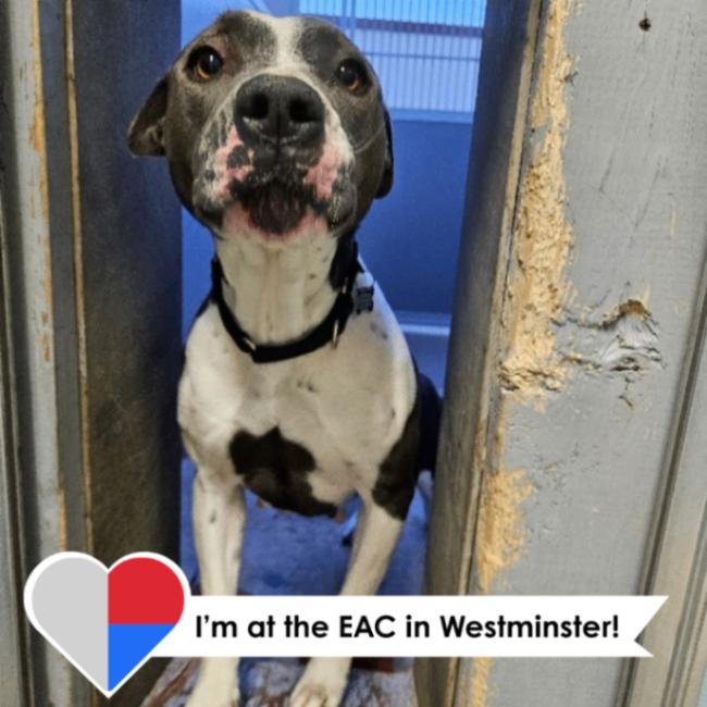 Jessie, a Adoptable mixed breed in Westminster, CO image 1/6