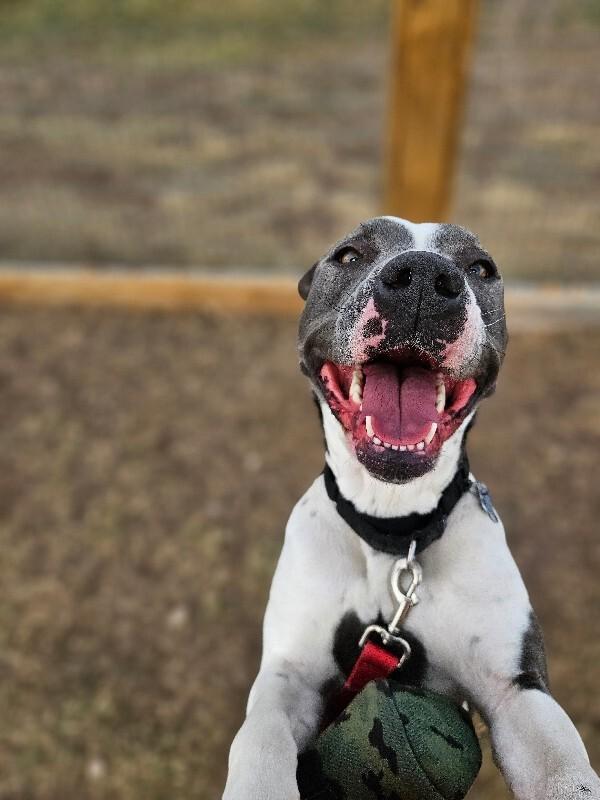 Jessie, a Adoptable mixed breed in Westminster, CO image 4/6