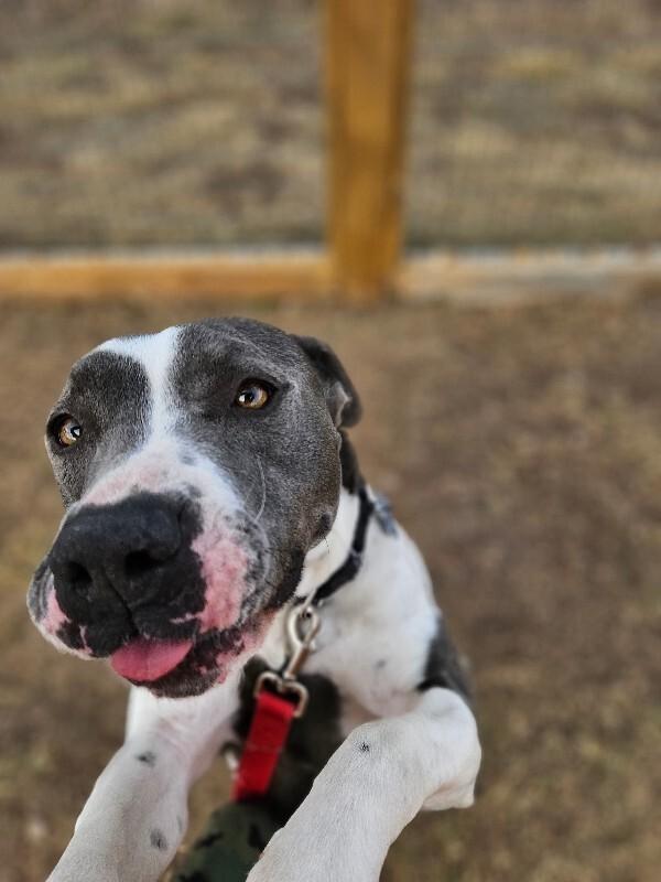 Jessie, a Adoptable mixed breed in Westminster, CO image 5/6