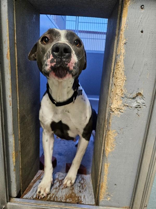 Jessie, a Adoptable mixed breed in Westminster, CO image 6/6