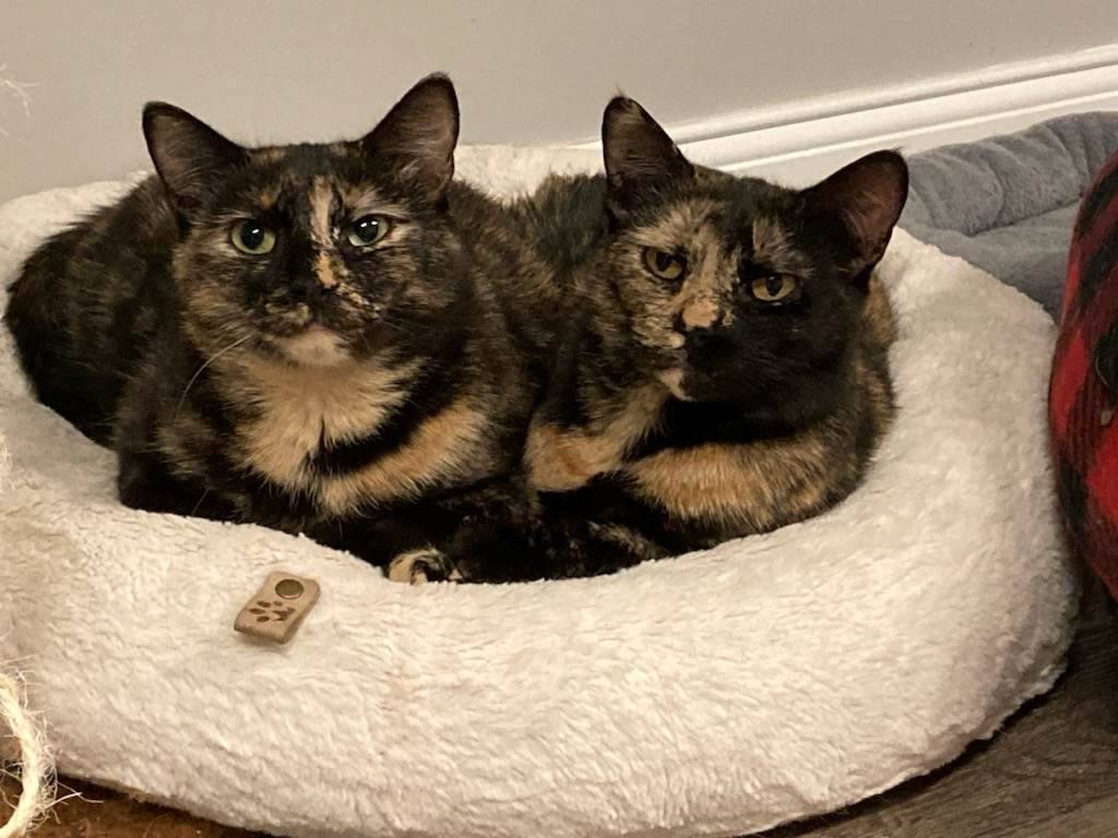 Jean & Bessie, Adoptable, Adult Female Domestic Short Hair.