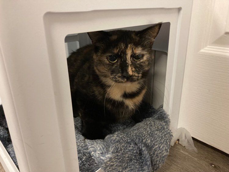 Jean & Bessie, Adoptable, Adult Female Domestic Short Hair.