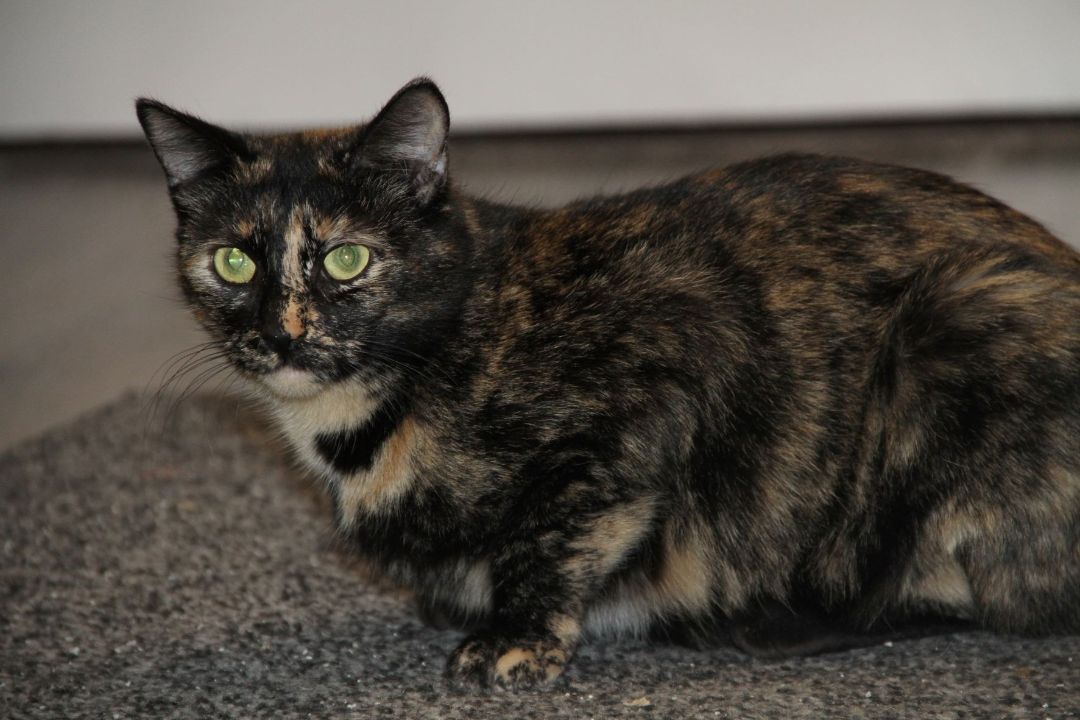 Jean & Bessie, a Adoptable Domestic Short Hair in Fredericton, NB image 3/12