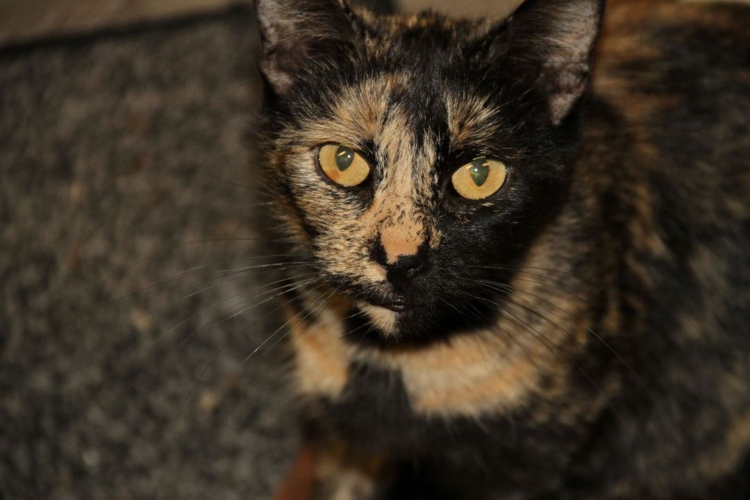 Jean & Bessie, a Adoptable Domestic Short Hair in Fredericton, NB image 4/12