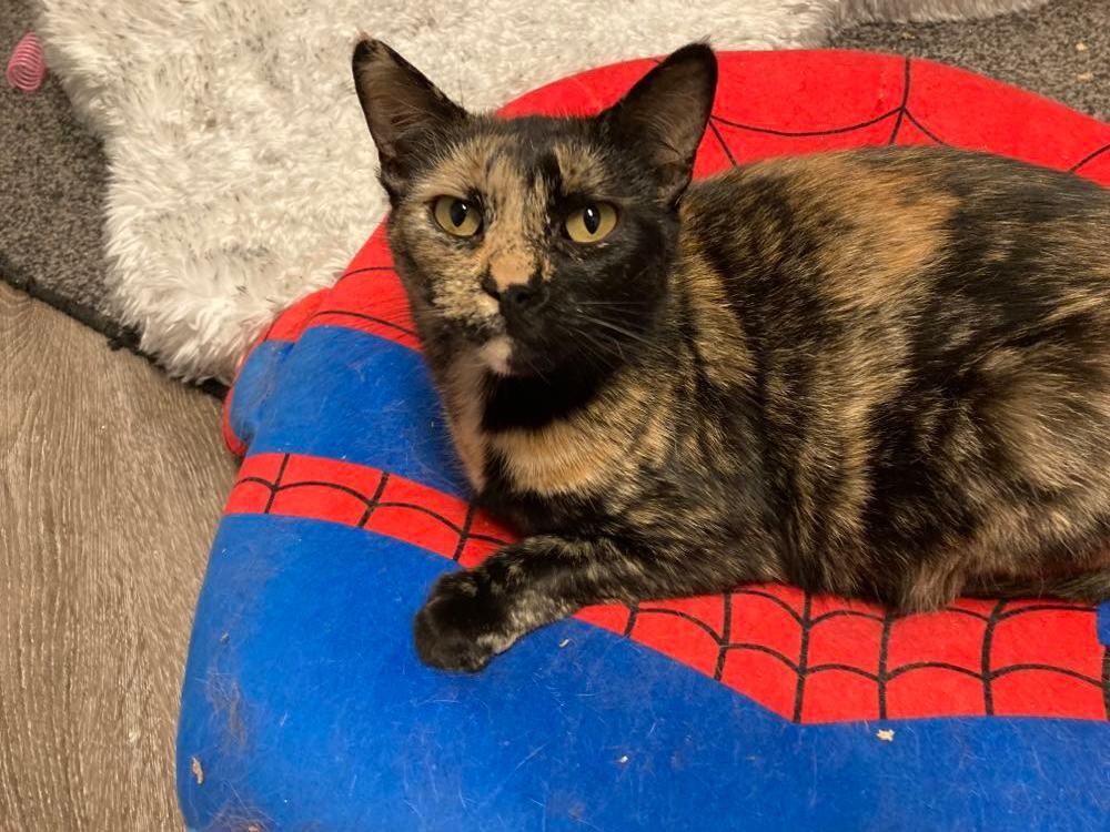 Jean & Bessie, a Adoptable Domestic Short Hair in Fredericton, NB image 5/12