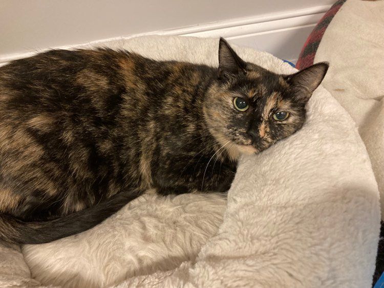 Jean & Bessie, a Adoptable Domestic Short Hair in Fredericton, NB image 6/12