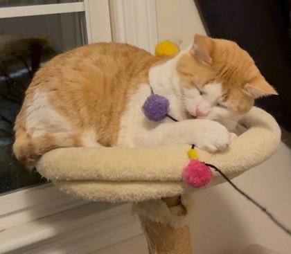 Enlarge Honey Burg - work in progress cat, a Adoptable mixed breed in Hudson, MA image 2/3