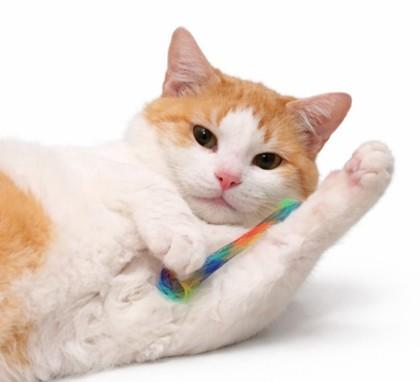 Enlarge Honey Burg - work in progress cat, a Adoptable mixed breed in Hudson, MA image 3/3