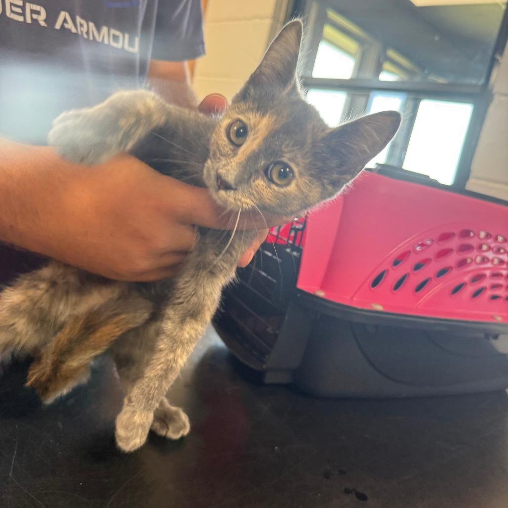 Dolley, Adoptable, Kitten Female Domestic Short Hair.