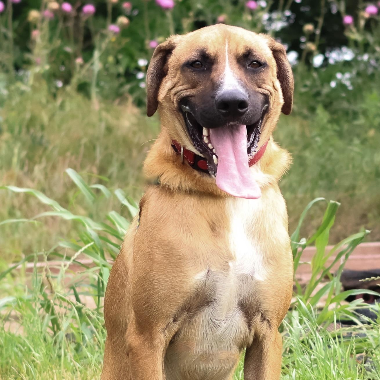 *Bean, Adoptable, Young Male Shepherd.