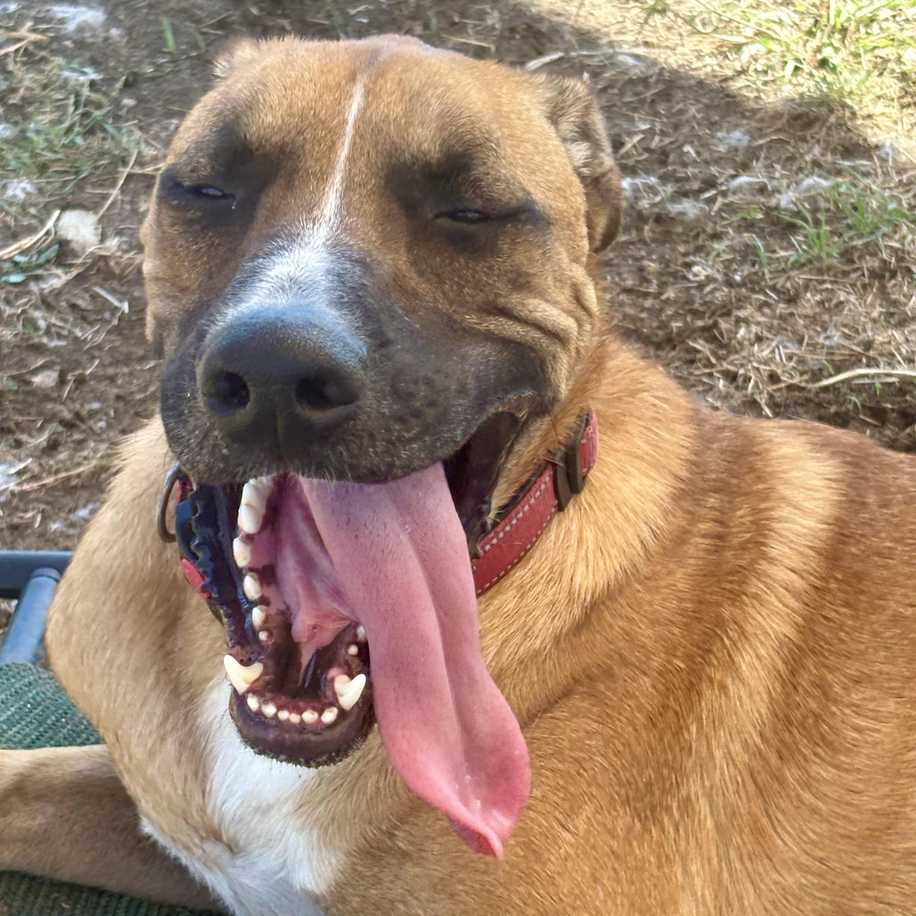 Enlarge *Bean, a Adoptable mixed breed in Justin, TX image 3/5