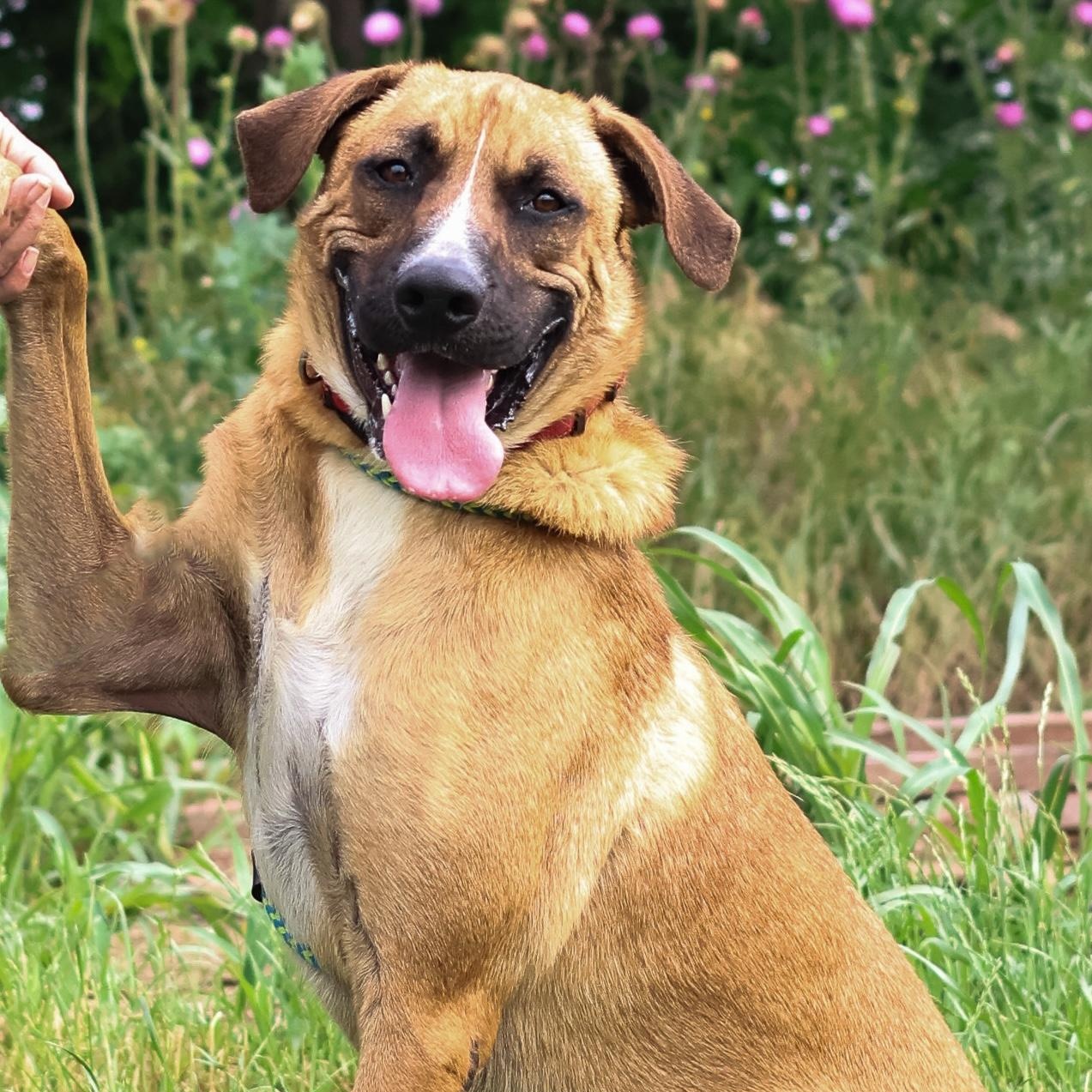 Enlarge *Bean, a Adoptable mixed breed in Justin, TX image 5/5