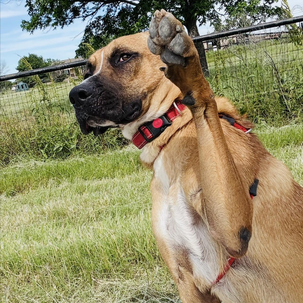 Enlarge *Bean, a Adoptable mixed breed in Justin, TX image 4/5