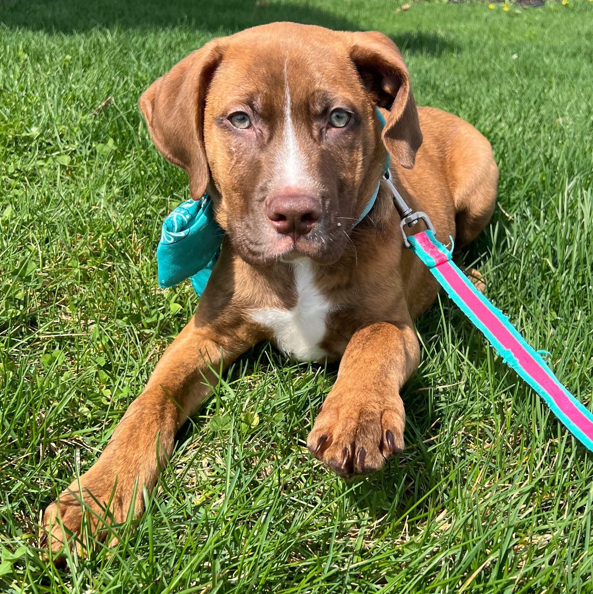 Enlarge Michelangelo, an adoptable Mixed Breed in Canal Winchester, OH image 2/2
