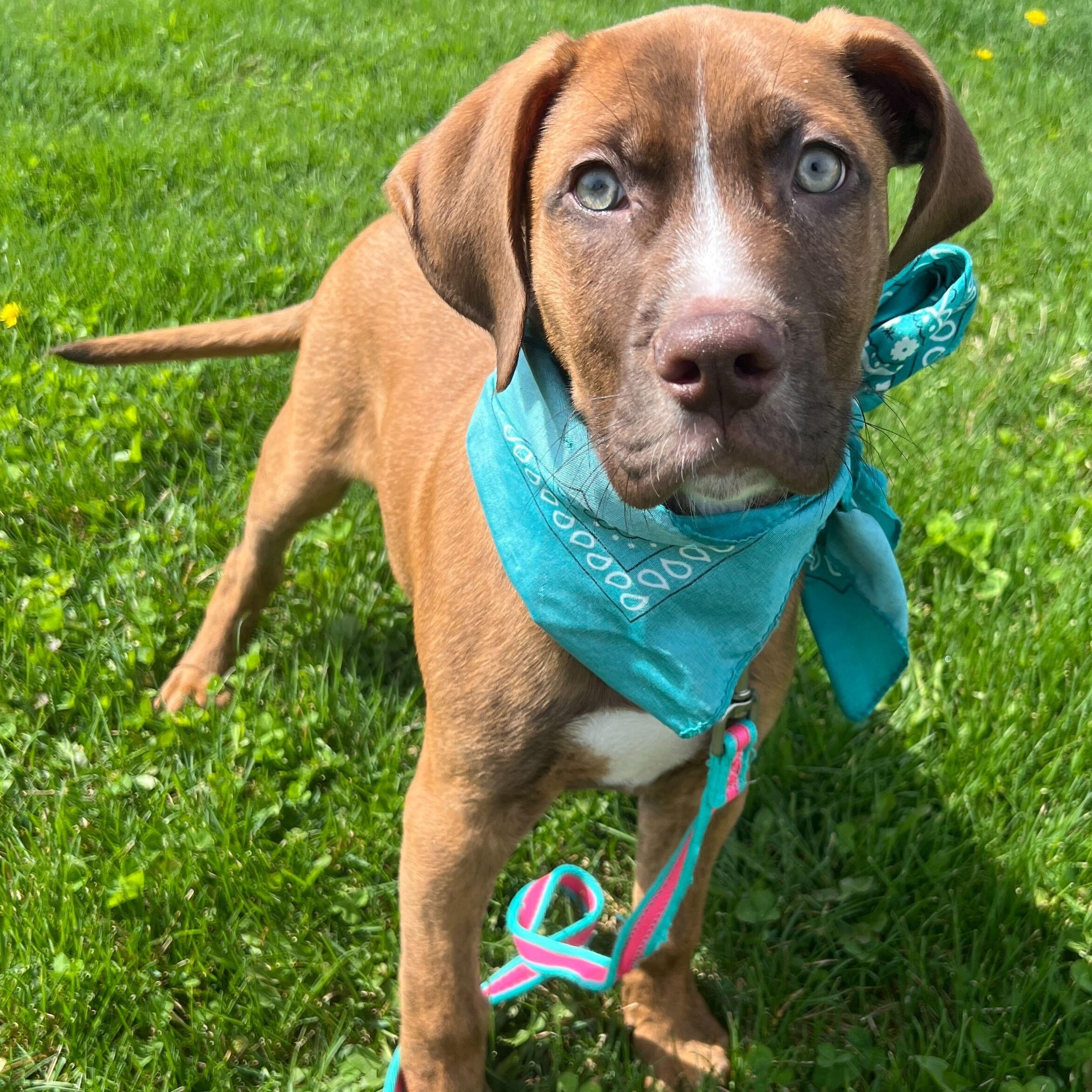 Michelangelo, adoptable, Puppy Male Mixed Breed.