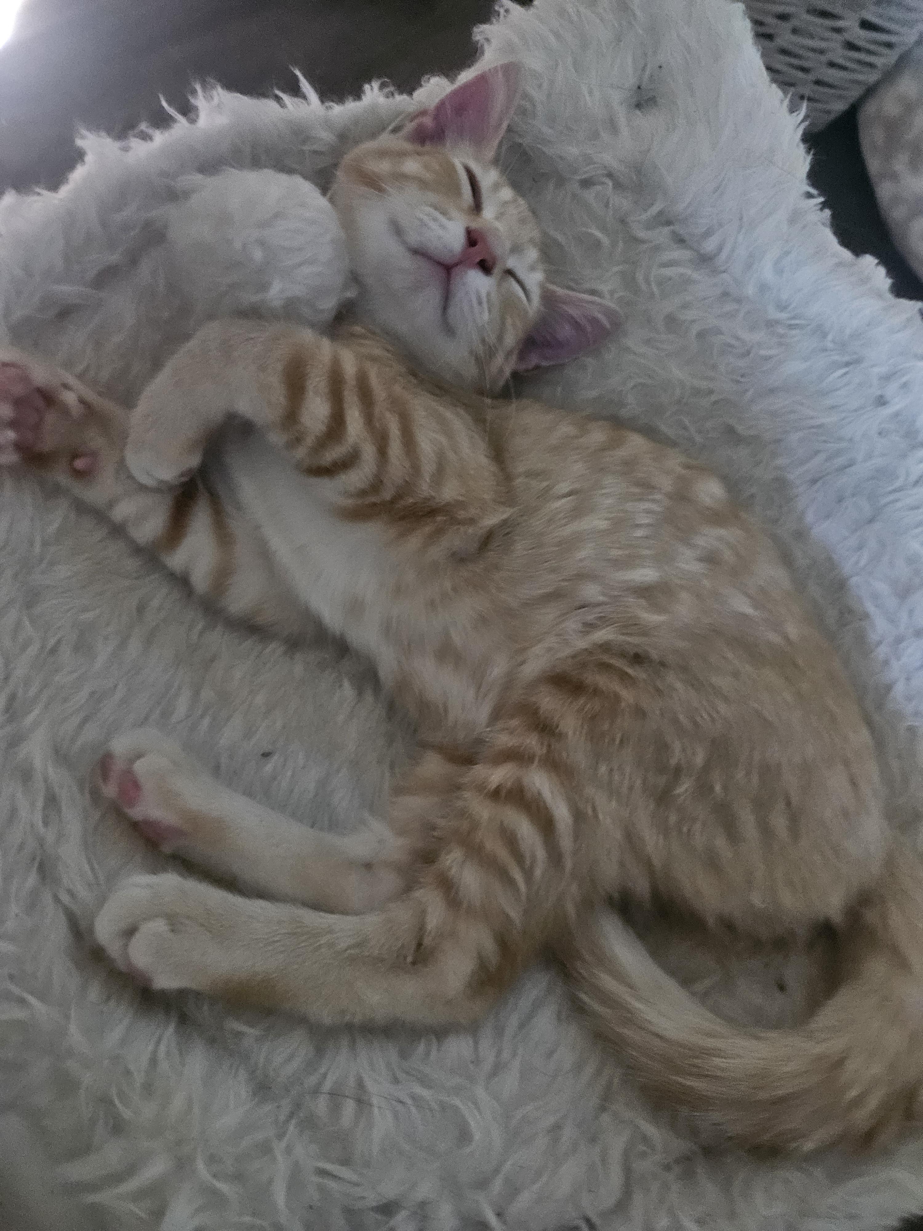 Enlarge Trout, a Adoptable Domestic Short Hair in warrenville, SC image 2/4