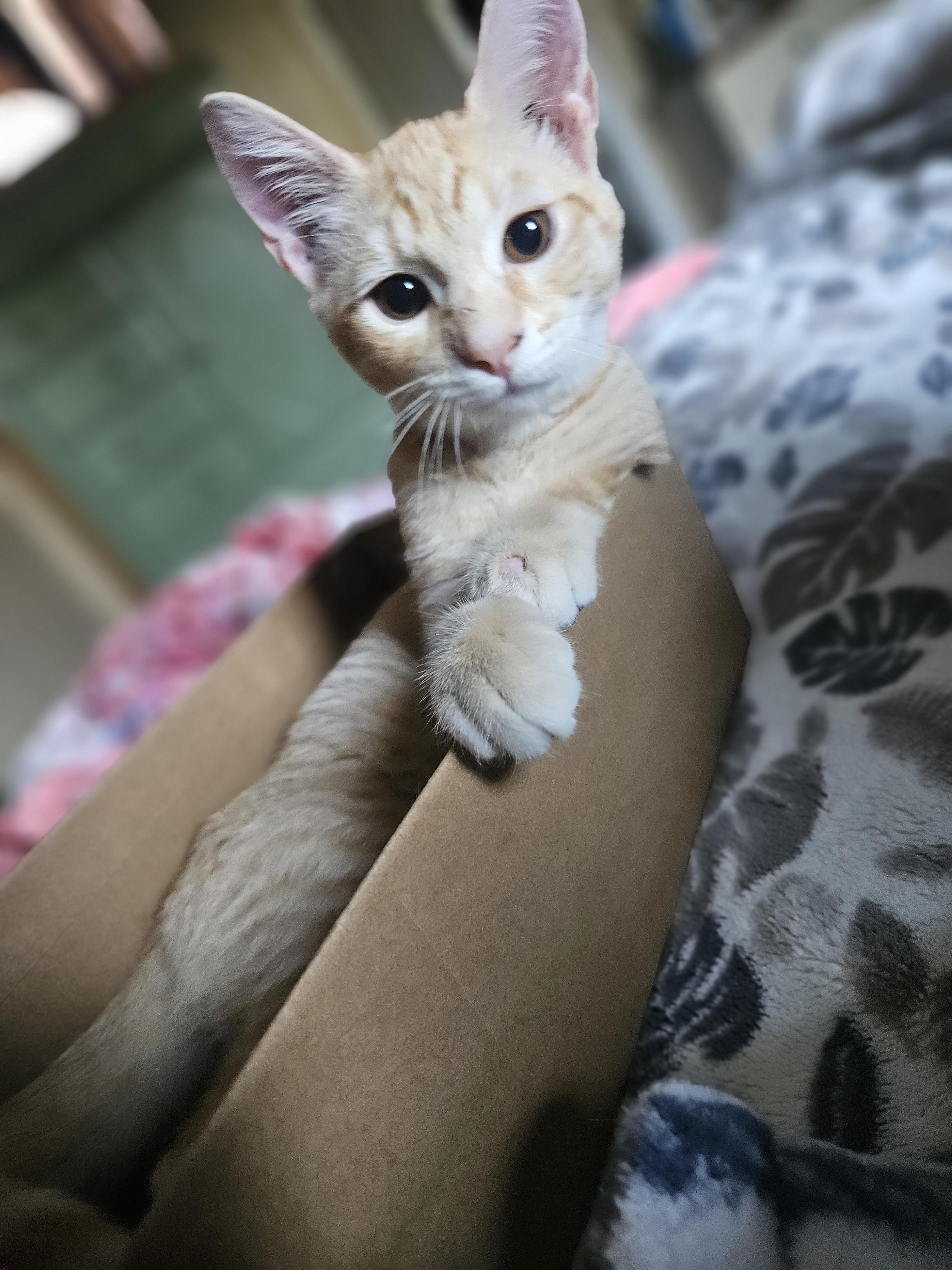 Enlarge Trout, a Adoptable Domestic Short Hair in warrenville, SC image 1/4