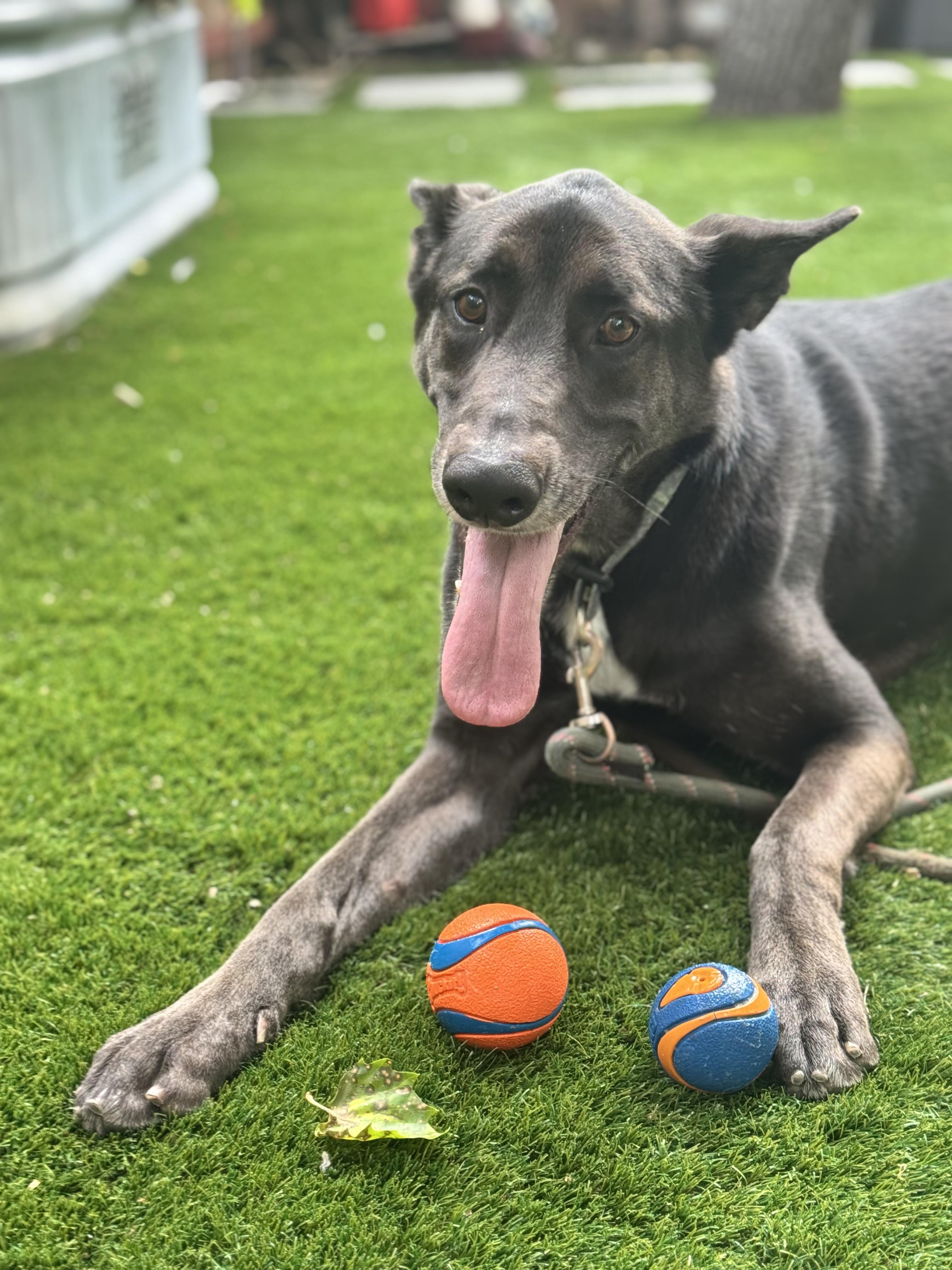 Enlarge Hudson, a ADOPTABLE mixed breed in Emeryville, CA image 3/3