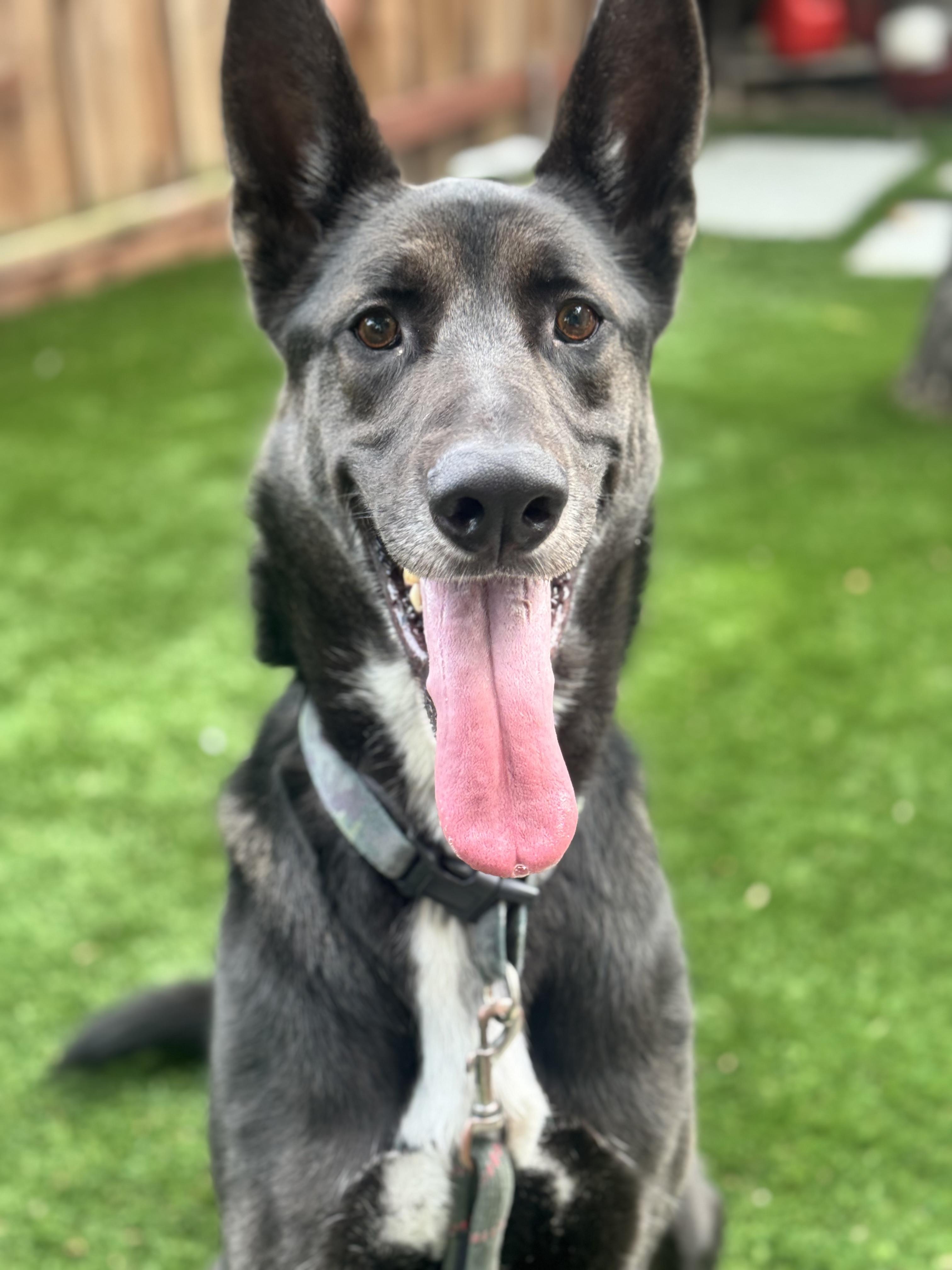 Hudson, ADOPTABLE, Adult Male Shepherd.