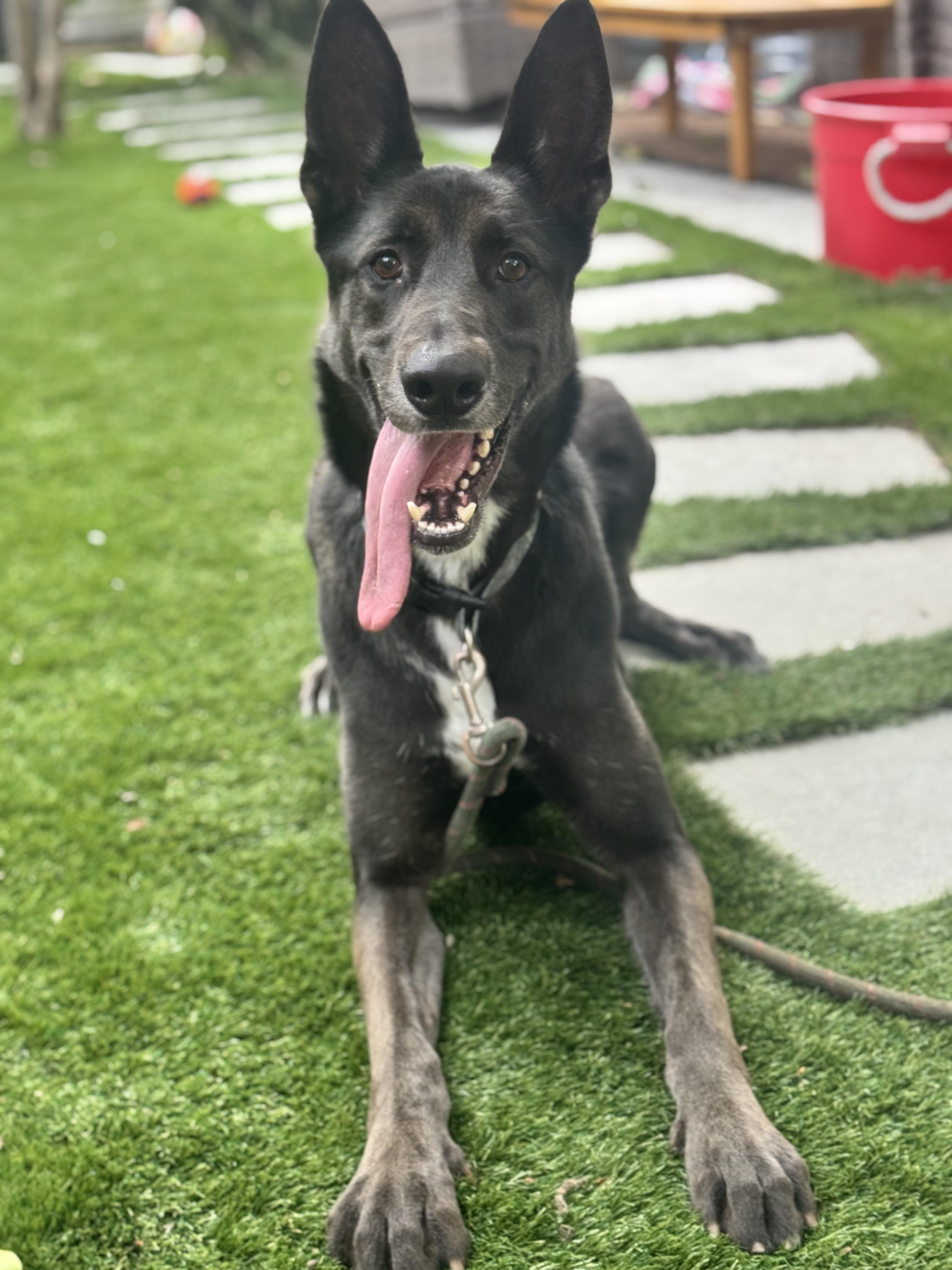 Enlarge Hudson, a ADOPTABLE mixed breed in Emeryville, CA image 2/3