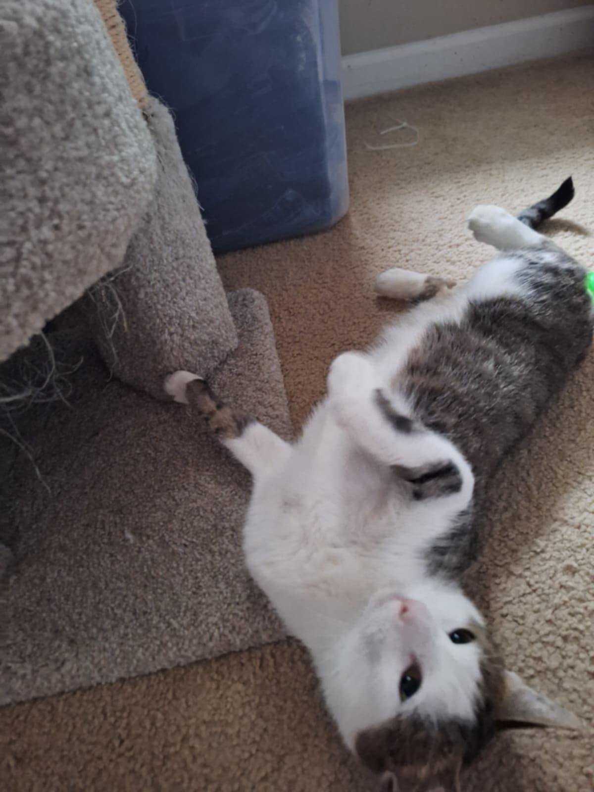 Roger (SA), Adoptable, Adult Male Domestic Short Hair.