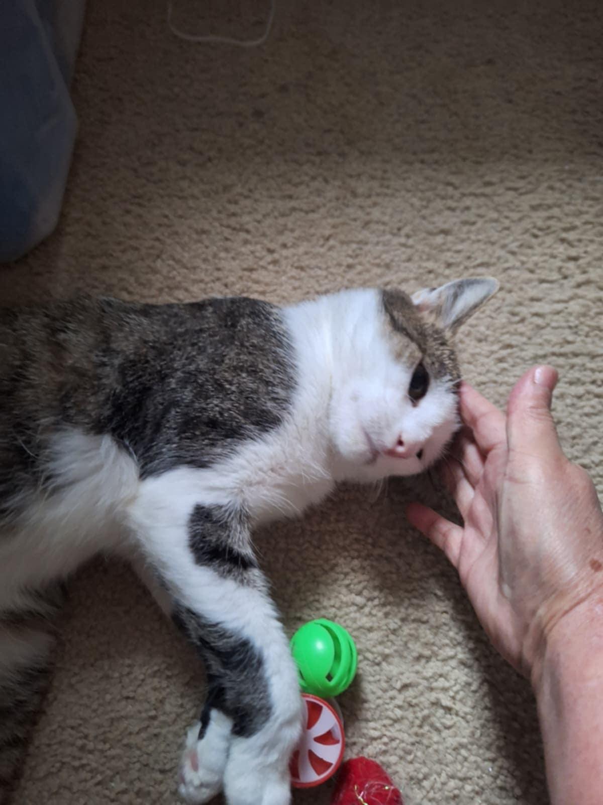 Roger (SA), a Adoptable Domestic Short Hair in Greenville, SC image 3/3