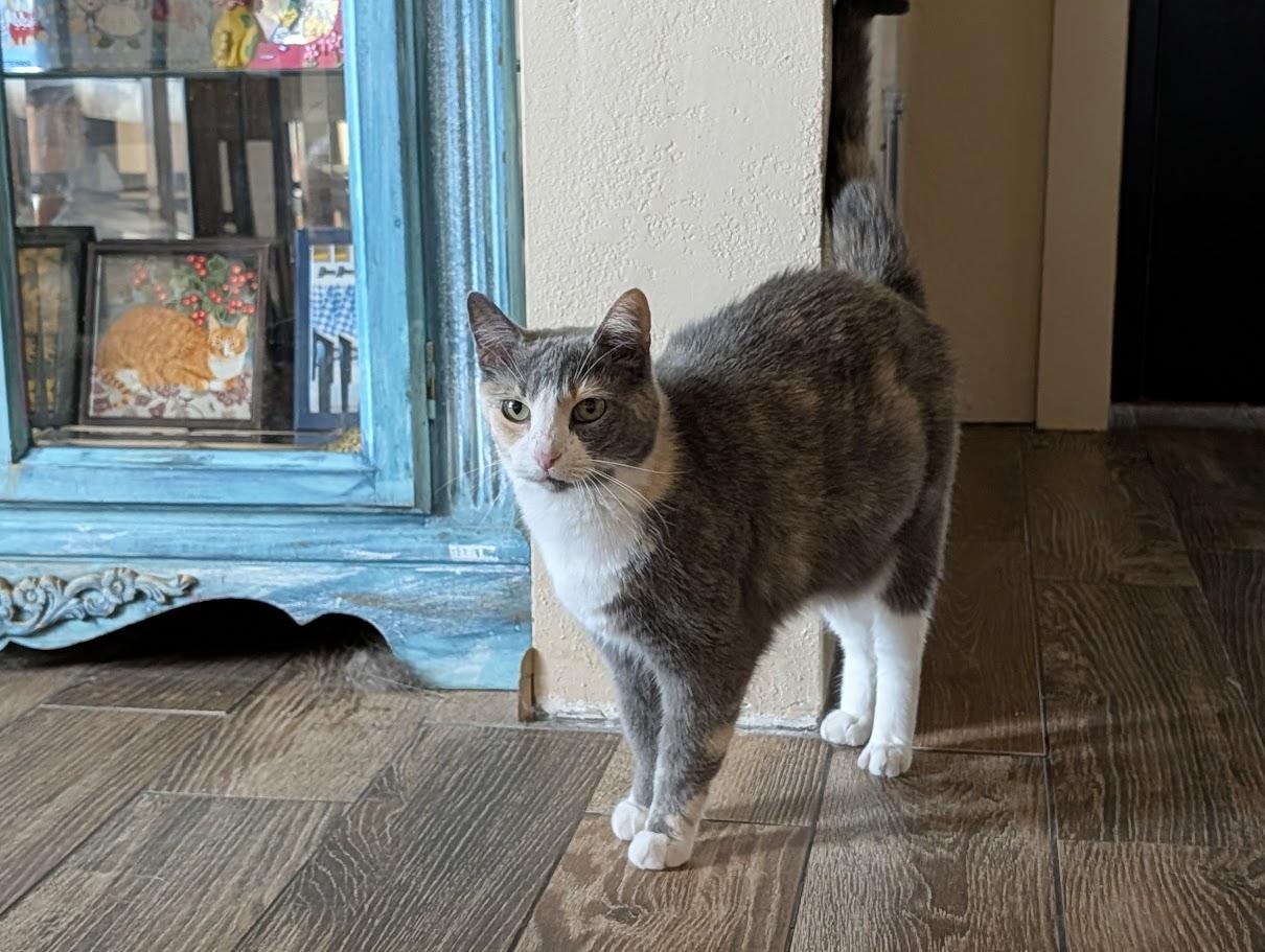 Enlarge Sophie, a Adoptable Domestic Short Hair in Sonoita, AZ image 3/6