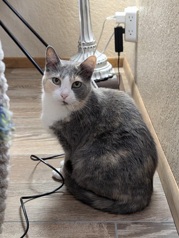 Enlarge Sophie, a Adoptable Domestic Short Hair in Sonoita, AZ image 5/6
