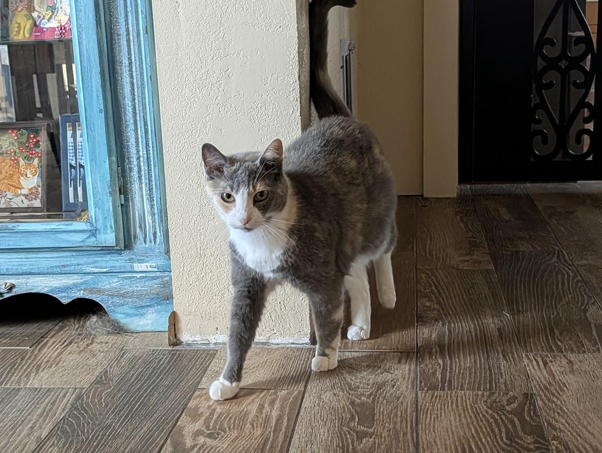 Enlarge Sophie, a Adoptable Domestic Short Hair in Sonoita, AZ image 6/6
