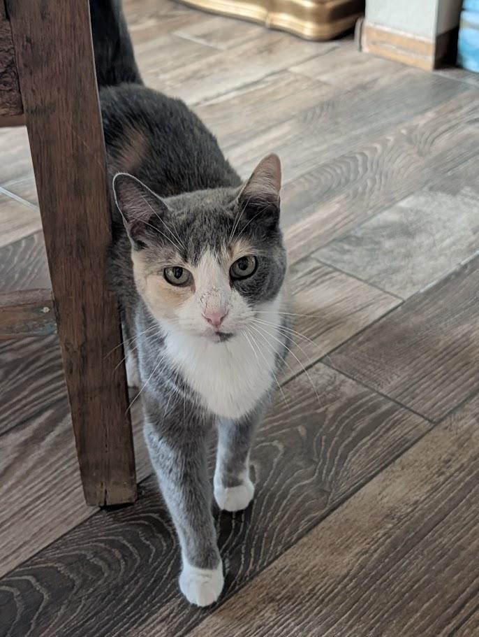 Enlarge Sophie, a Adoptable Domestic Short Hair in Sonoita, AZ image 1/6
