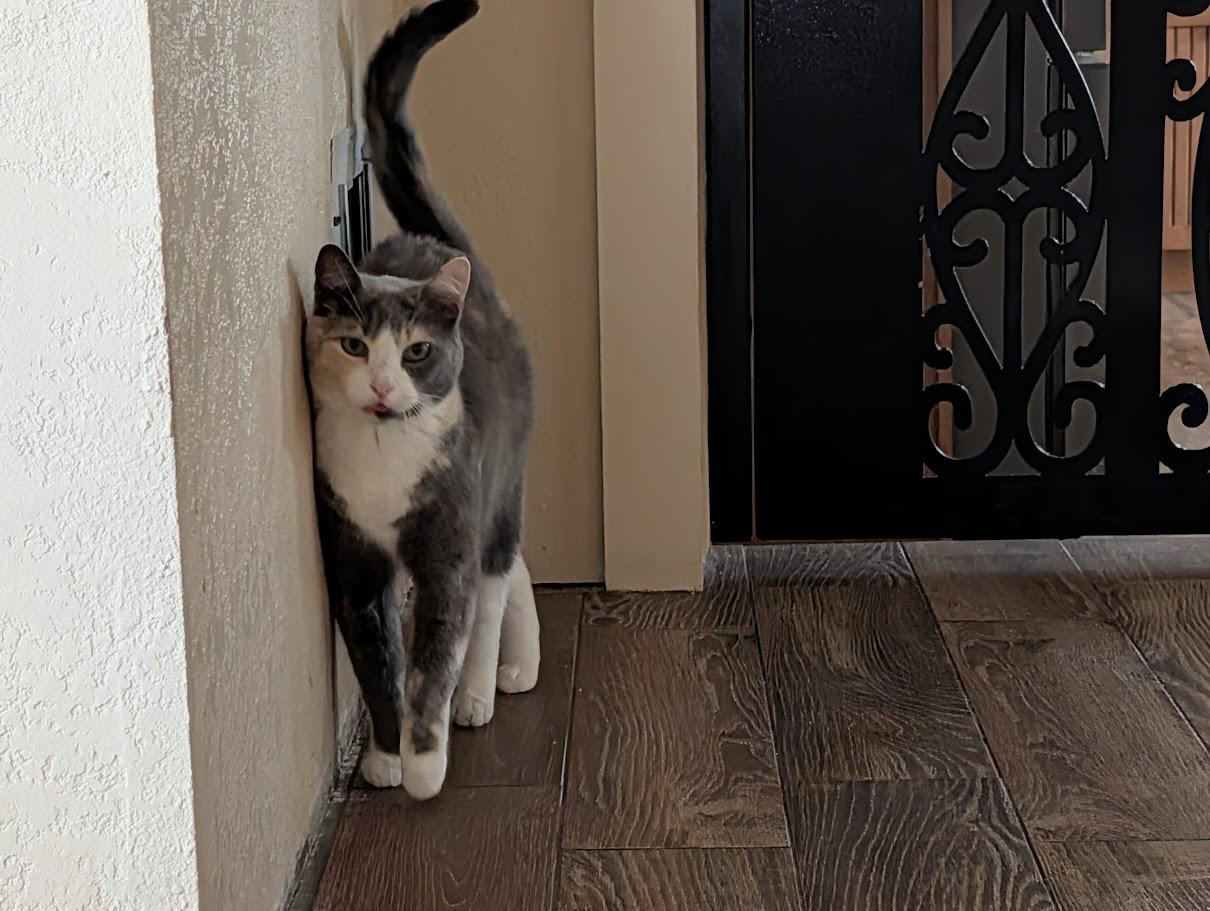 Enlarge Sophie, a Adoptable Domestic Short Hair in Sonoita, AZ image 2/6