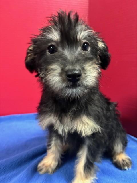 Enlarge Jannik, an adopted mixed breed in Hawk Point, MO image 2/3