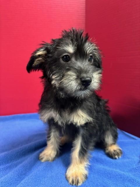 Enlarge Jannik, an adopted mixed breed in Hawk Point, MO image 3/3